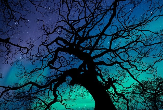 **Dendrochronologia w służbie renowacji zabytkowych konstrukcji drewnianych: Jak datowanie drewna pomaga zachować dziedzictwo?** - 1 2025
