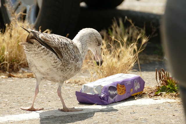 **Mikroplastik w kompoście: Jak rozpoznać i zapobiegać zanieczyszczeniu organicznych odpadów?**