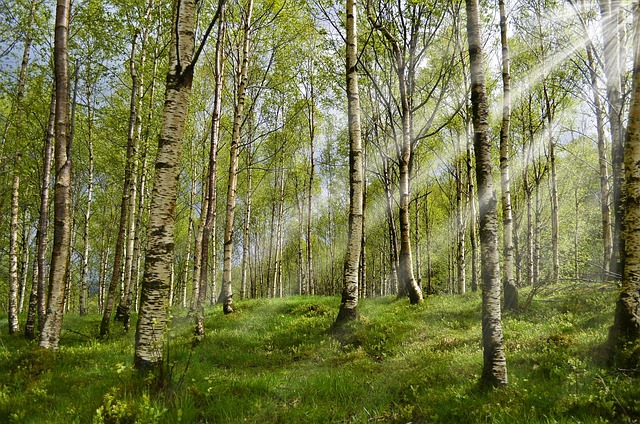 Tkaniny naturalne a alergie: co warto wiedzieć? - 1 2025