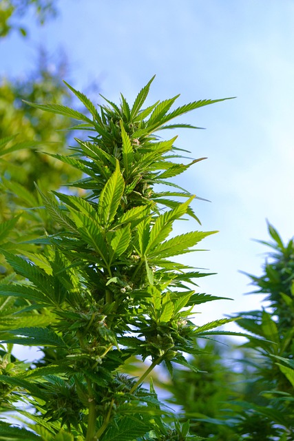 ** Legalizacja samowoli budowlanej a rozbiórka: Która opcja jest bardziej opłacalna i bezpieczna? - 1 2025